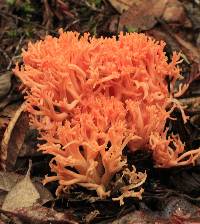 Image of Ramaria araiospora