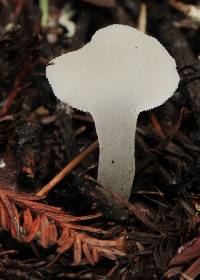 Pseudohydnum gelatinosum image