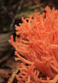 Ramaria araiospora image