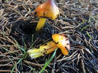 Hygrocybe singeri image