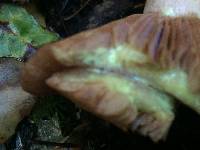 Lactarius xanthogalactus image