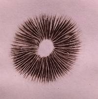 Leratiomyces ceres image