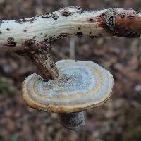 Trametes pubescens image