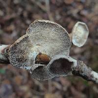 Trametes pubescens image