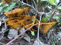 Omphalotus olivascens image