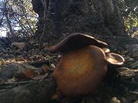 Omphalotus olivascens image