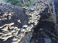 Trametes versicolor image