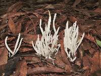 Clavaria fragilis image