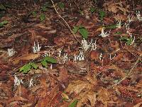 Clavaria fragilis image