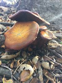 Omphalotus olivascens image