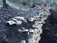 Trametes versicolor image