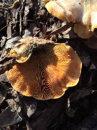 Phyllotopsis nidulans image