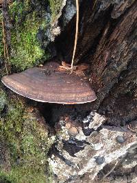 Ganoderma applanatum image