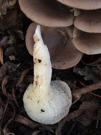 Pleurotus ostreatus image