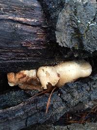 Crepidotus mollis image