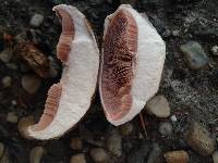 Agaricus cupreobrunneus image