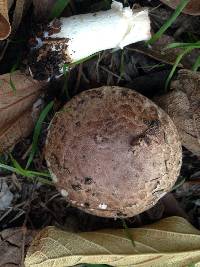 Agaricus cupreobrunneus image