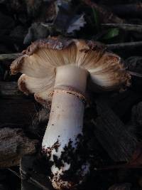 Leucoagaricus barssii image