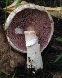 Agaricus cupreobrunneus image