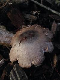 Leucoagaricus barssii image