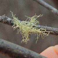 Usnea subfloridana image