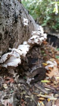 Schizophyllum commune image