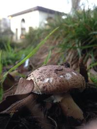 Agaricus cupreobrunneus image