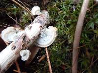 Trametes pubescens image