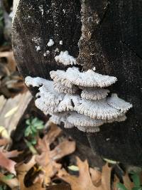 Schizophyllum commune image