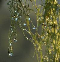 Ramalina menziesii image