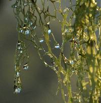 Ramalina menziesii image