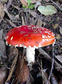 Amanita muscaria image