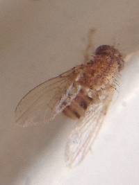 Entomophthora muscae image