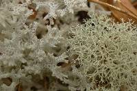 Cladonia confusa image