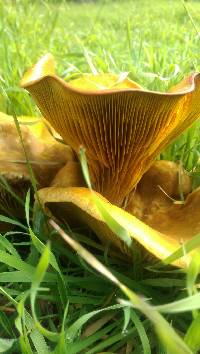 Omphalotus olivascens image