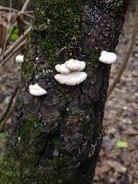 Schizophyllum commune image