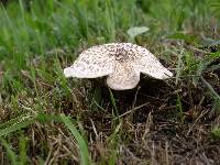 Lentinus tigrinus image