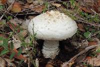 Amanita magniverrucata image