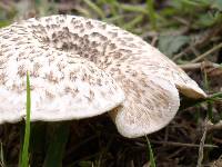 Lentinus tigrinus image