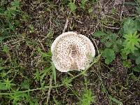 Lentinus tigrinus image