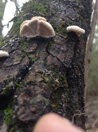 Schizophyllum commune image