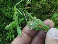 Puccinia lagenophorae image