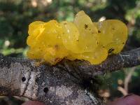 Tremella mesenterica image