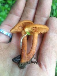 Lactarius rubidus image