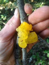 Tremella mesenterica image