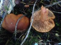 Lactarius rubidus image