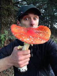 Amanita muscaria image
