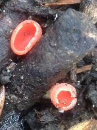Sarcoscypha coccinea image