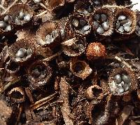 Cyathus striatus image