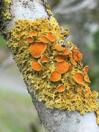 Xanthoria parietina var. parietina image